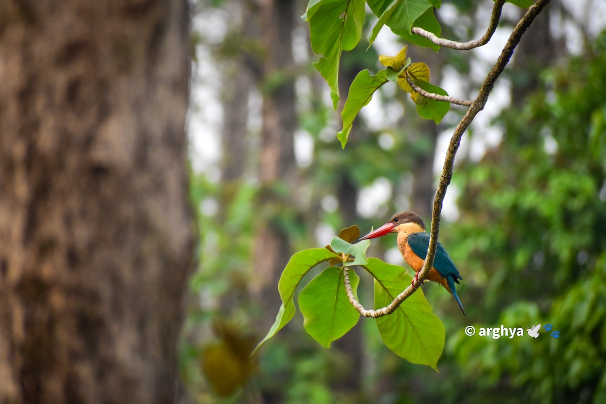 Stork-billed Kingfisher - ML619215172