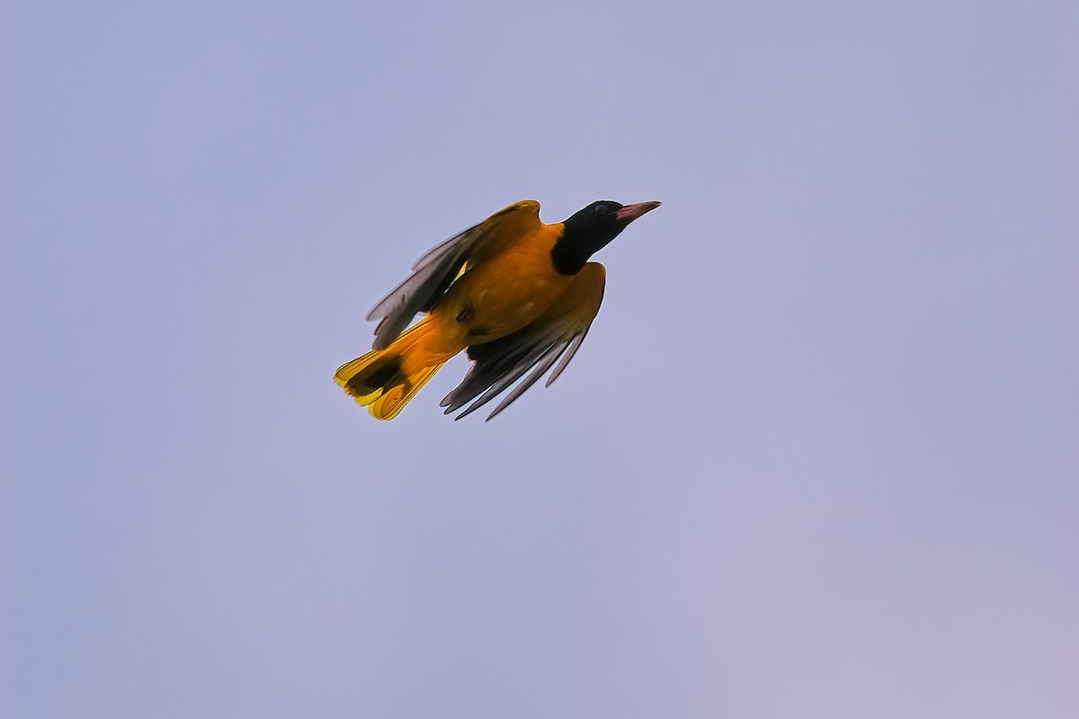 Black-hooded Oriole - Kunal Chakravertti