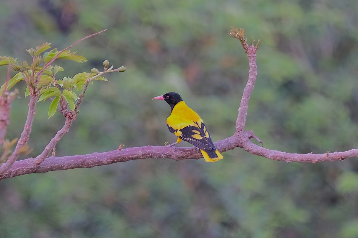 Black-hooded Oriole - ML619215195