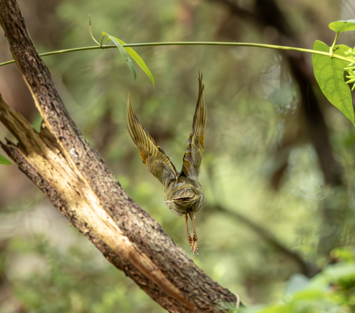 Lewin's Honeyeater - Angela Farnsworth