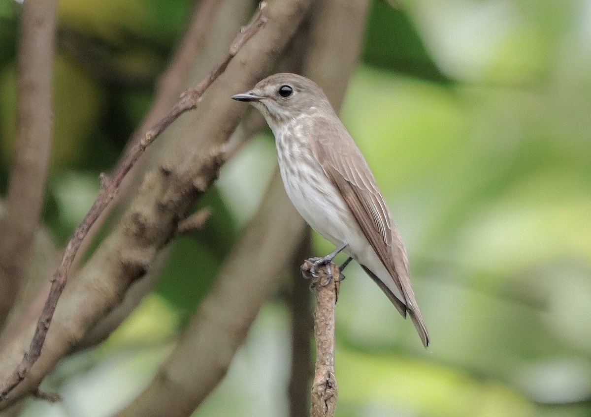 Gray-streaked Flycatcher - ML619215204