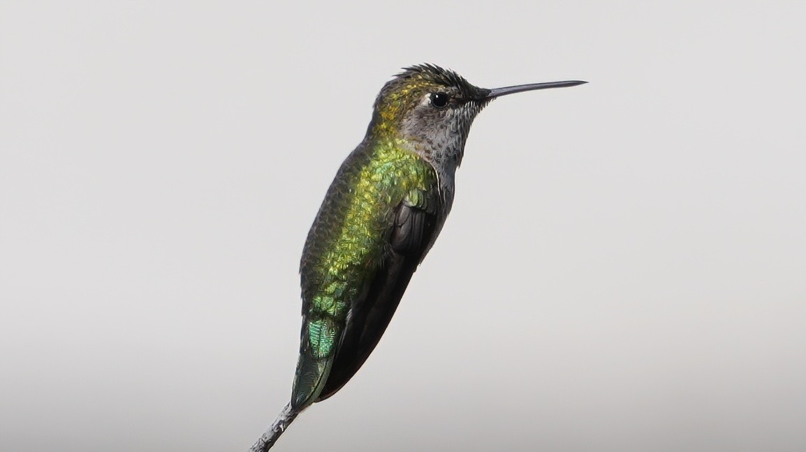 Anna's Hummingbird - Georges Kleinbaum