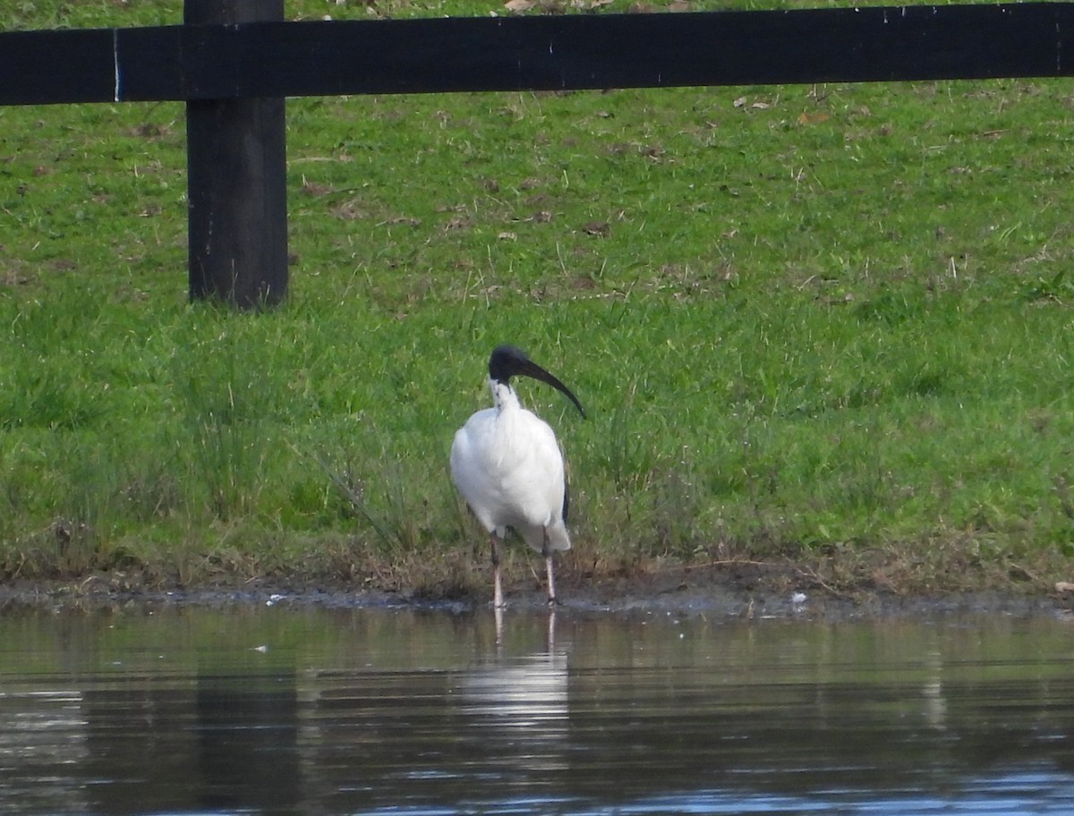 Ibis à cou noir - ML619215207