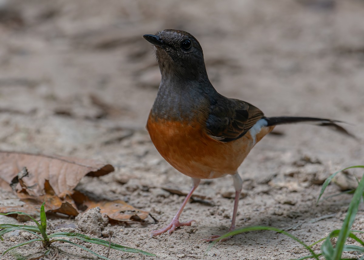 White-rumped Shama - Sakkarin Sansuk