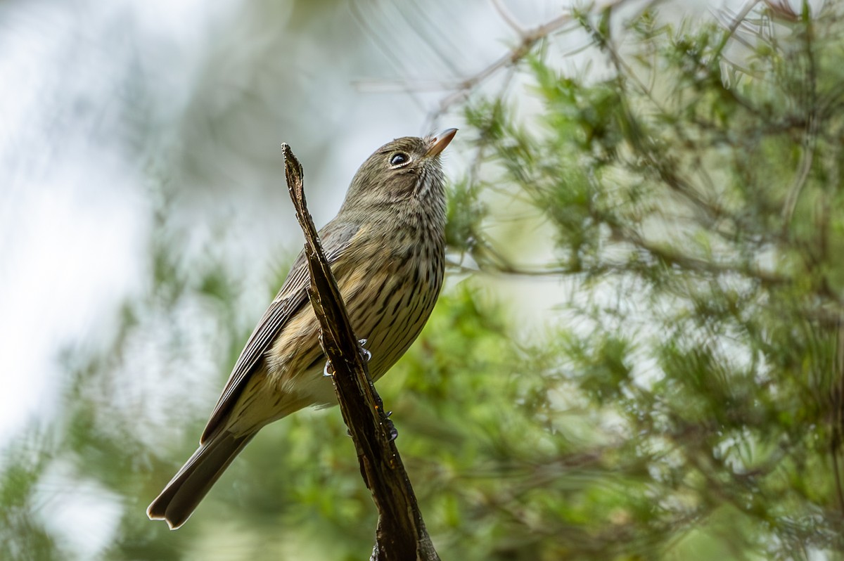 Rufous Whistler - Angela Farnsworth