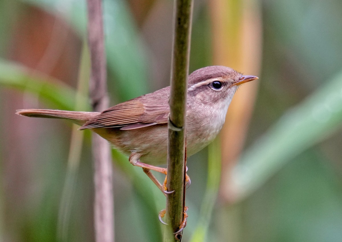 Radde's Warbler - 浙江 重要鸟讯汇整