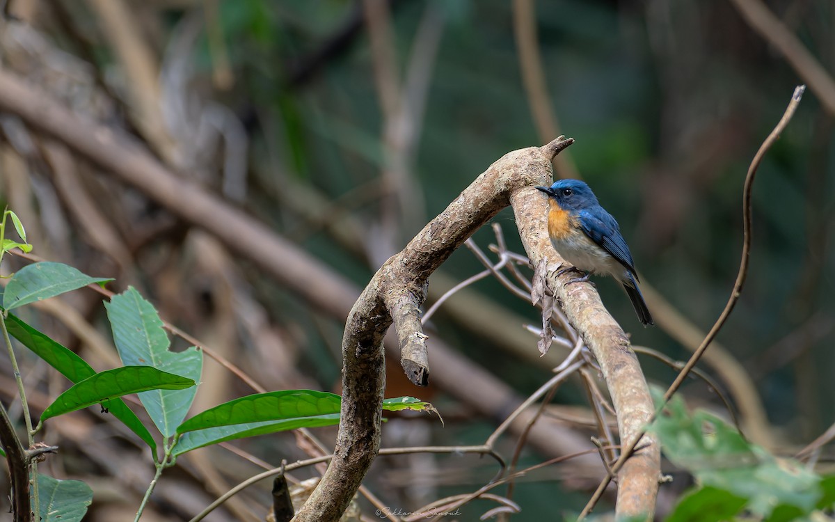 Indochinese Blue Flycatcher - Sakkarin Sansuk