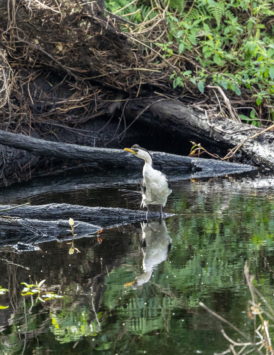 Little Pied Cormorant - Angela Farnsworth