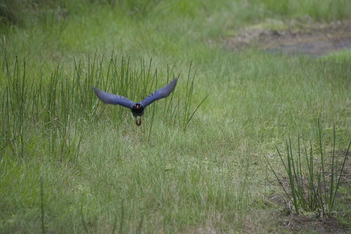 Taiwan Blue-Magpie - Evan Lee