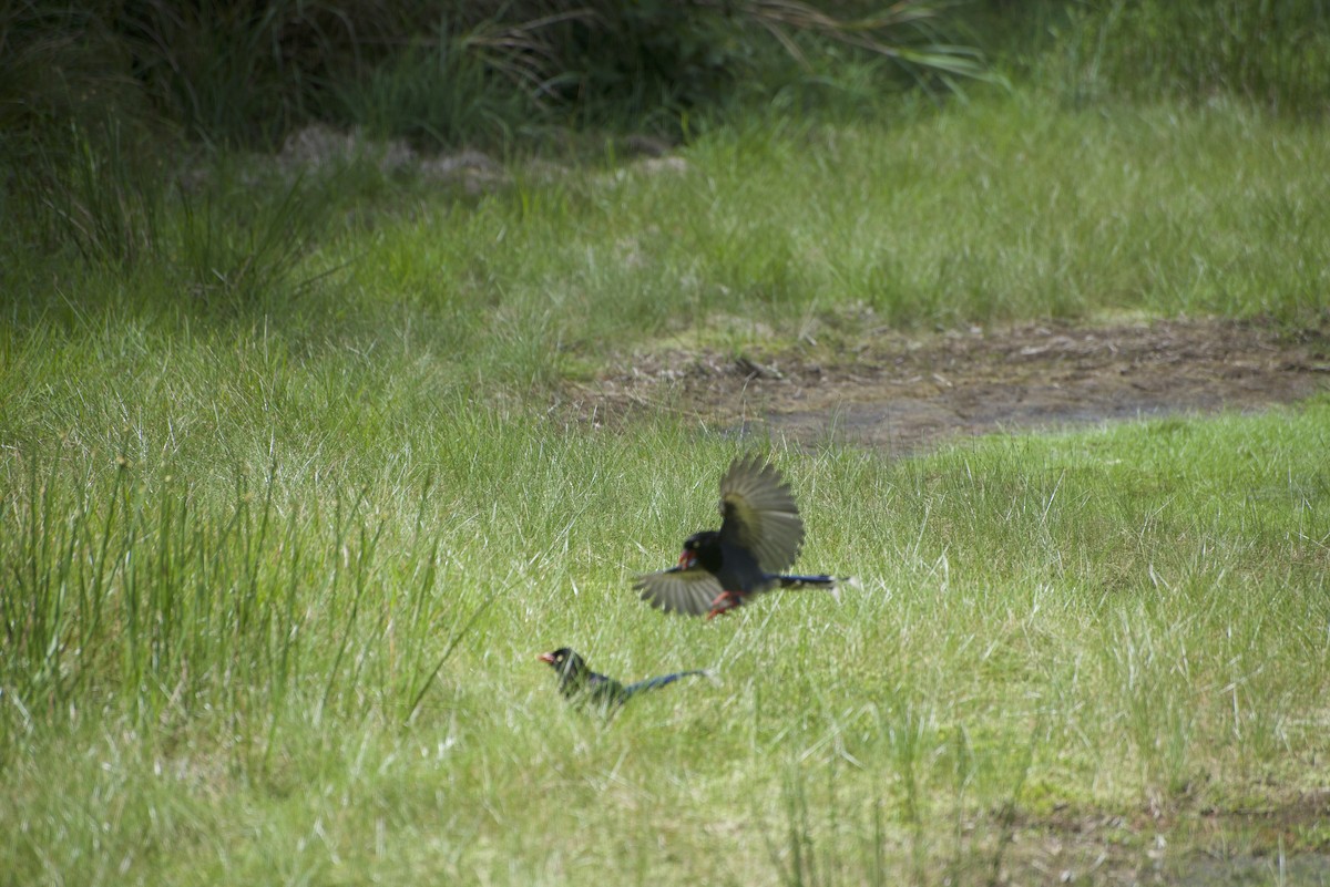 Taiwan Blue-Magpie - ML619215282