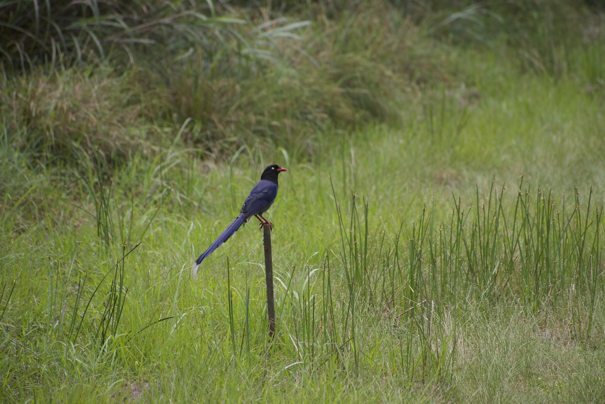 Taiwan Blue-Magpie - ML619215283