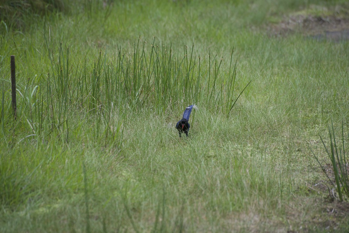 Taiwan Blue-Magpie - ML619215284