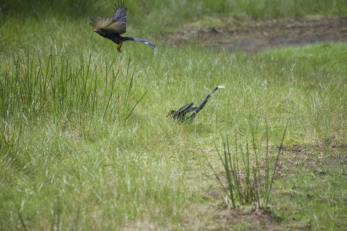 Taiwan Blue-Magpie - ML619215285