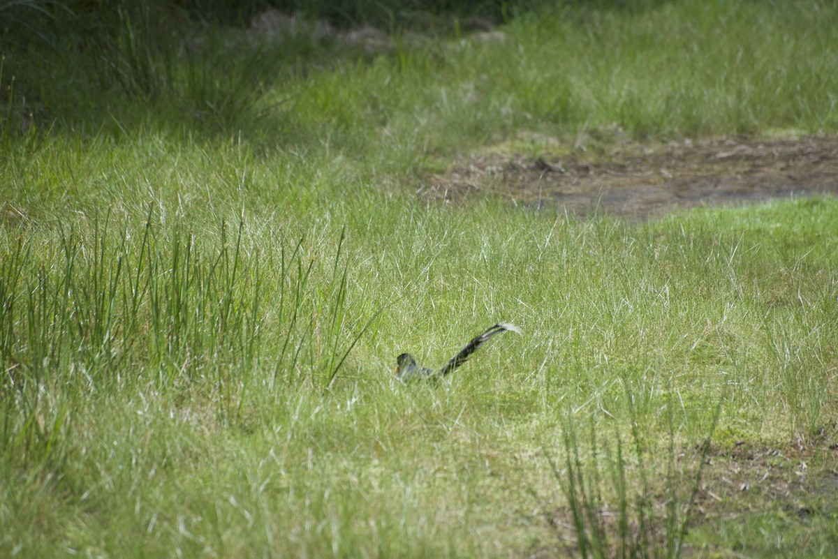 Taiwan Blue-Magpie - ML619215286