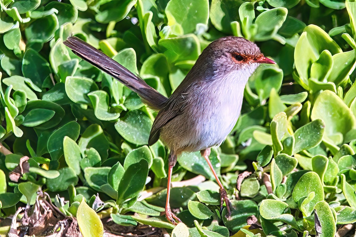 Superb Fairywren - Alfons  Lawen