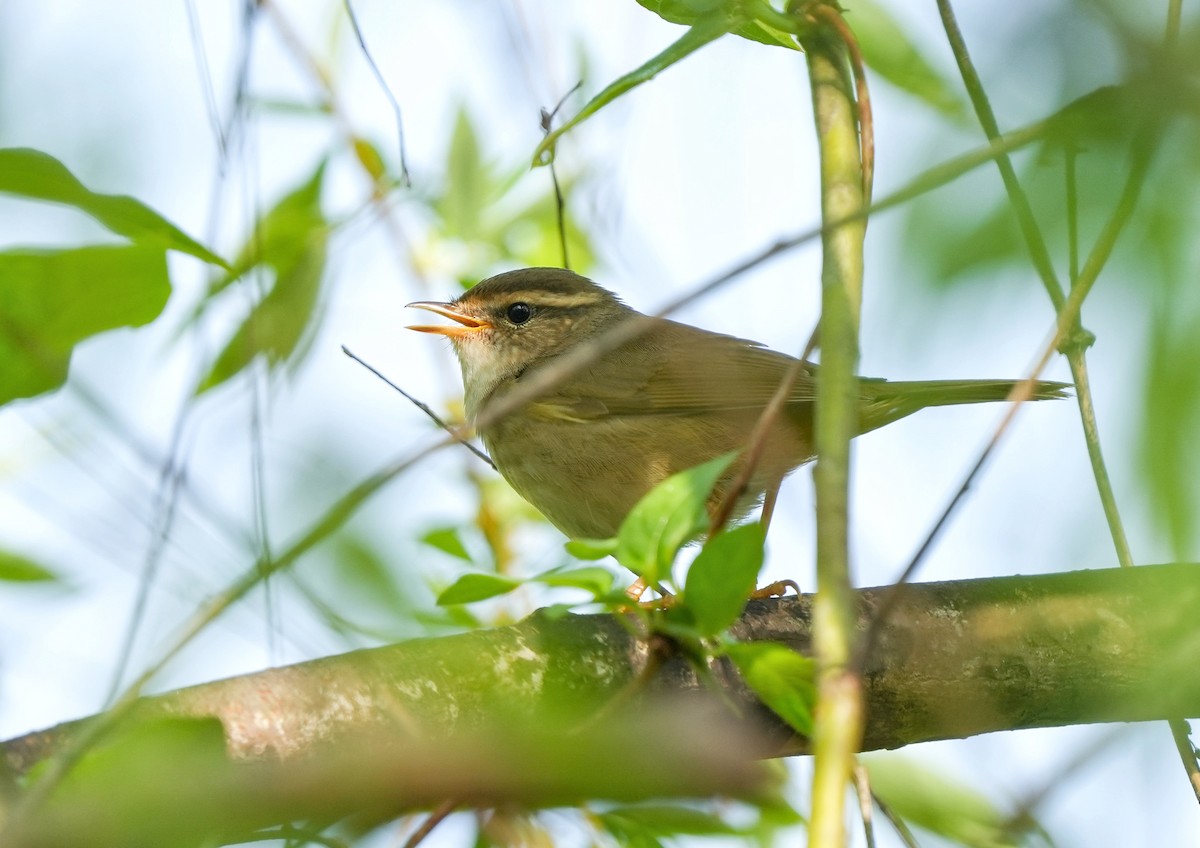 Radde's Warbler - ML619215294