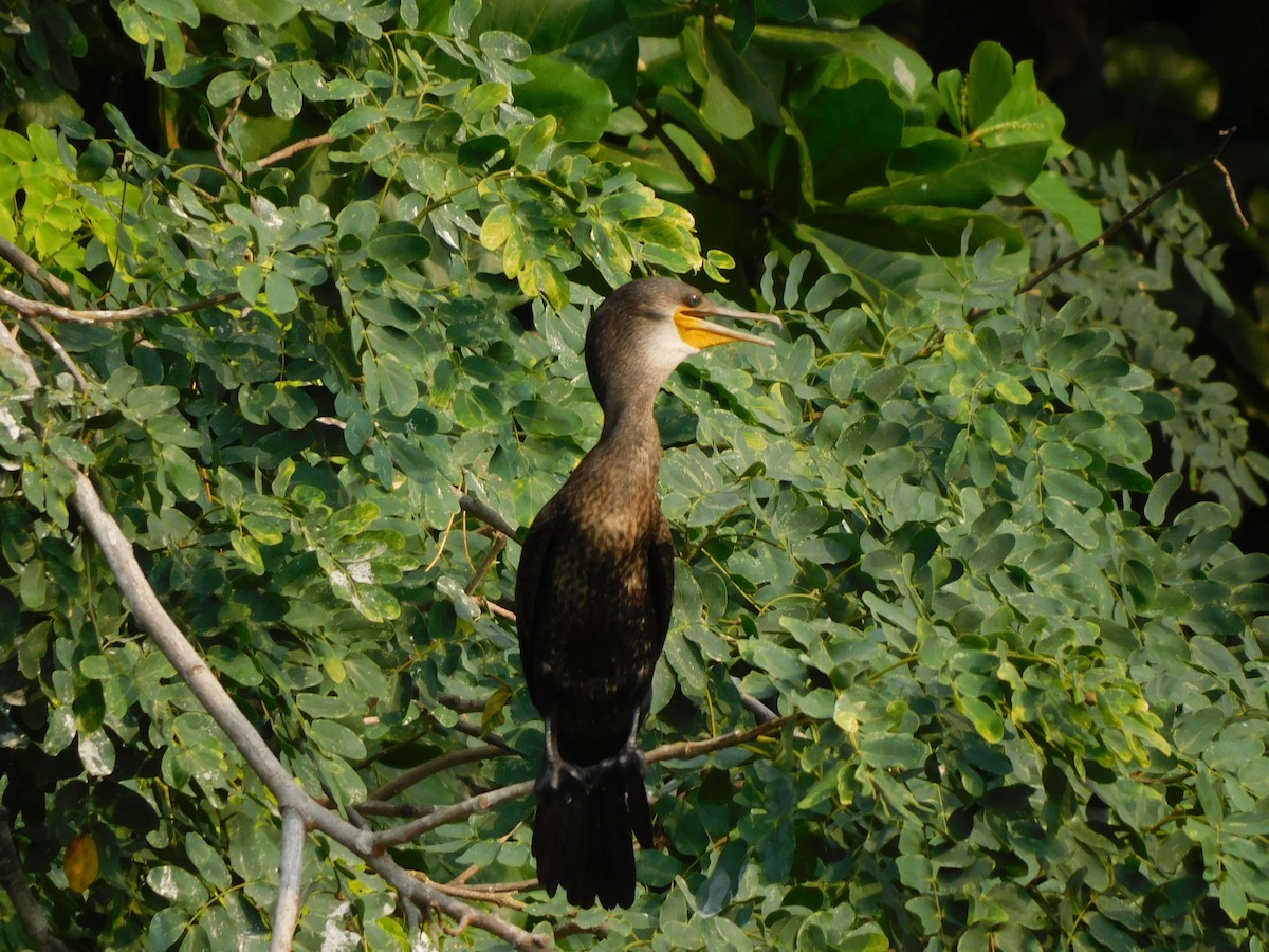 Indian Cormorant - Sushant Pawar
