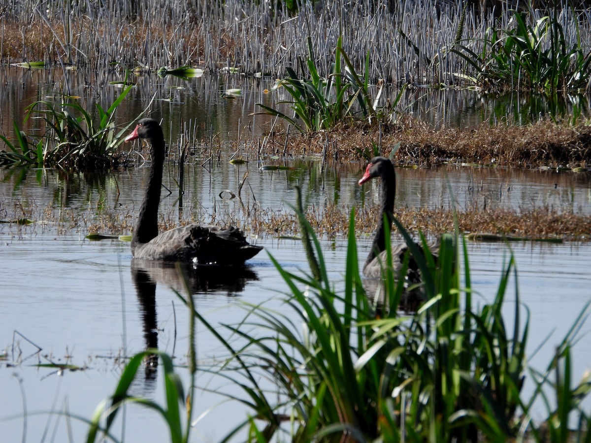 Black Swan - Joanne Thompson