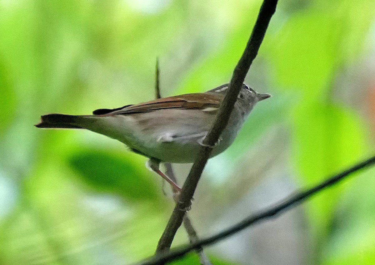 Sakhalin Leaf Warbler - ML619215304