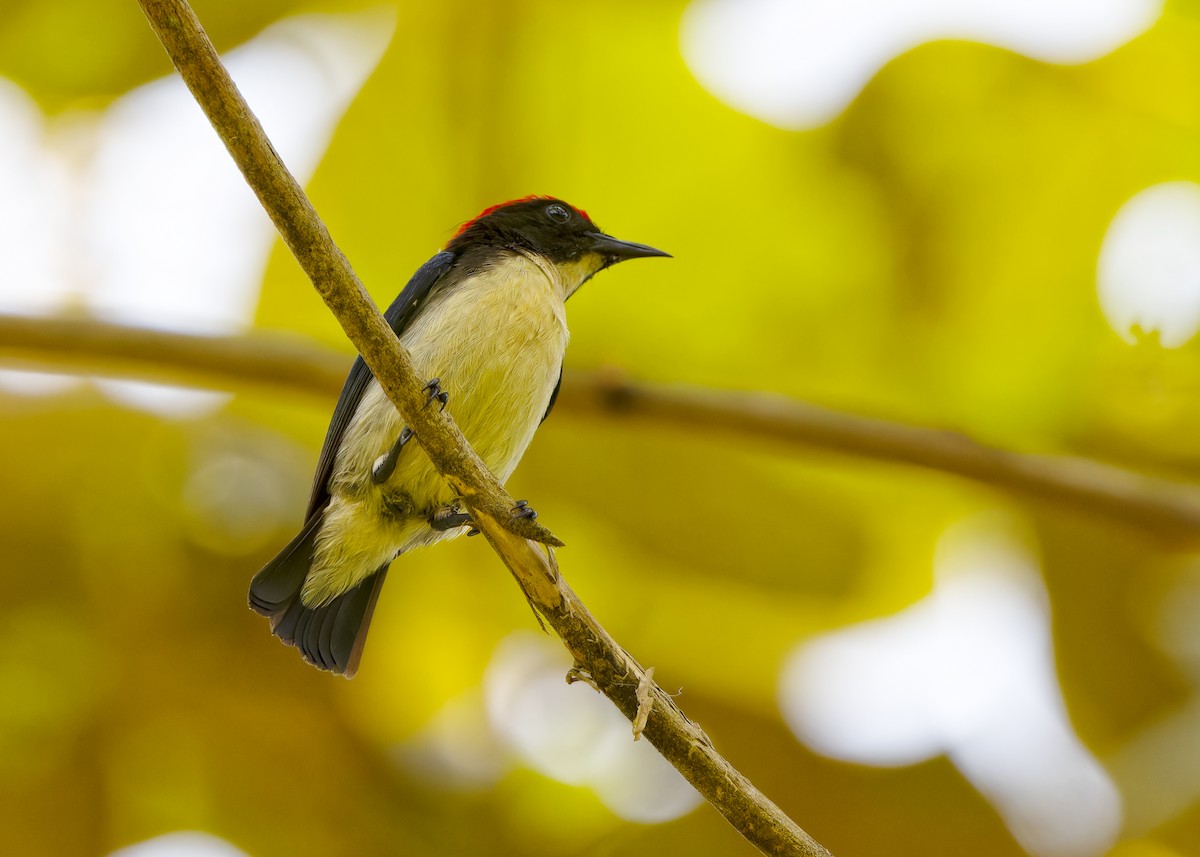 Scarlet-backed Flowerpecker - Ayuwat Jearwattanakanok