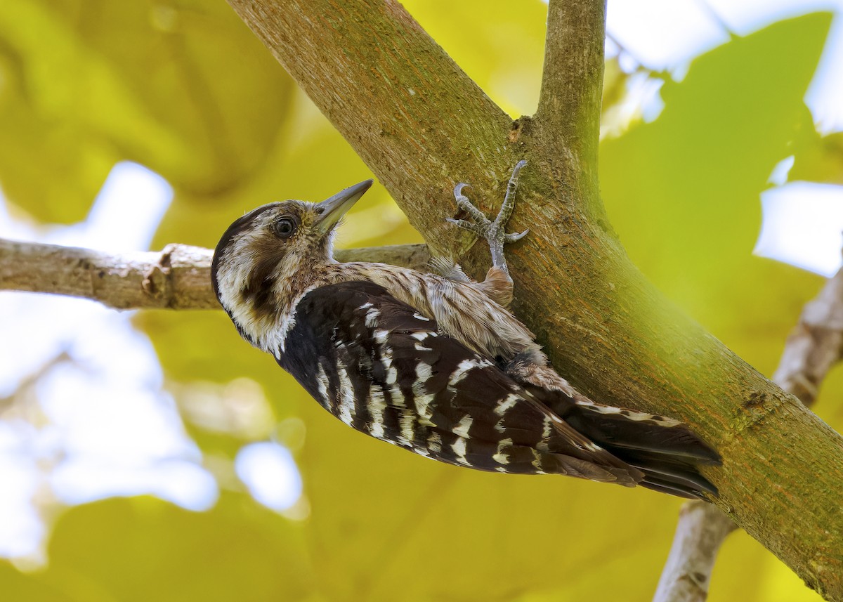 Gray-capped Pygmy Woodpecker - Ayuwat Jearwattanakanok