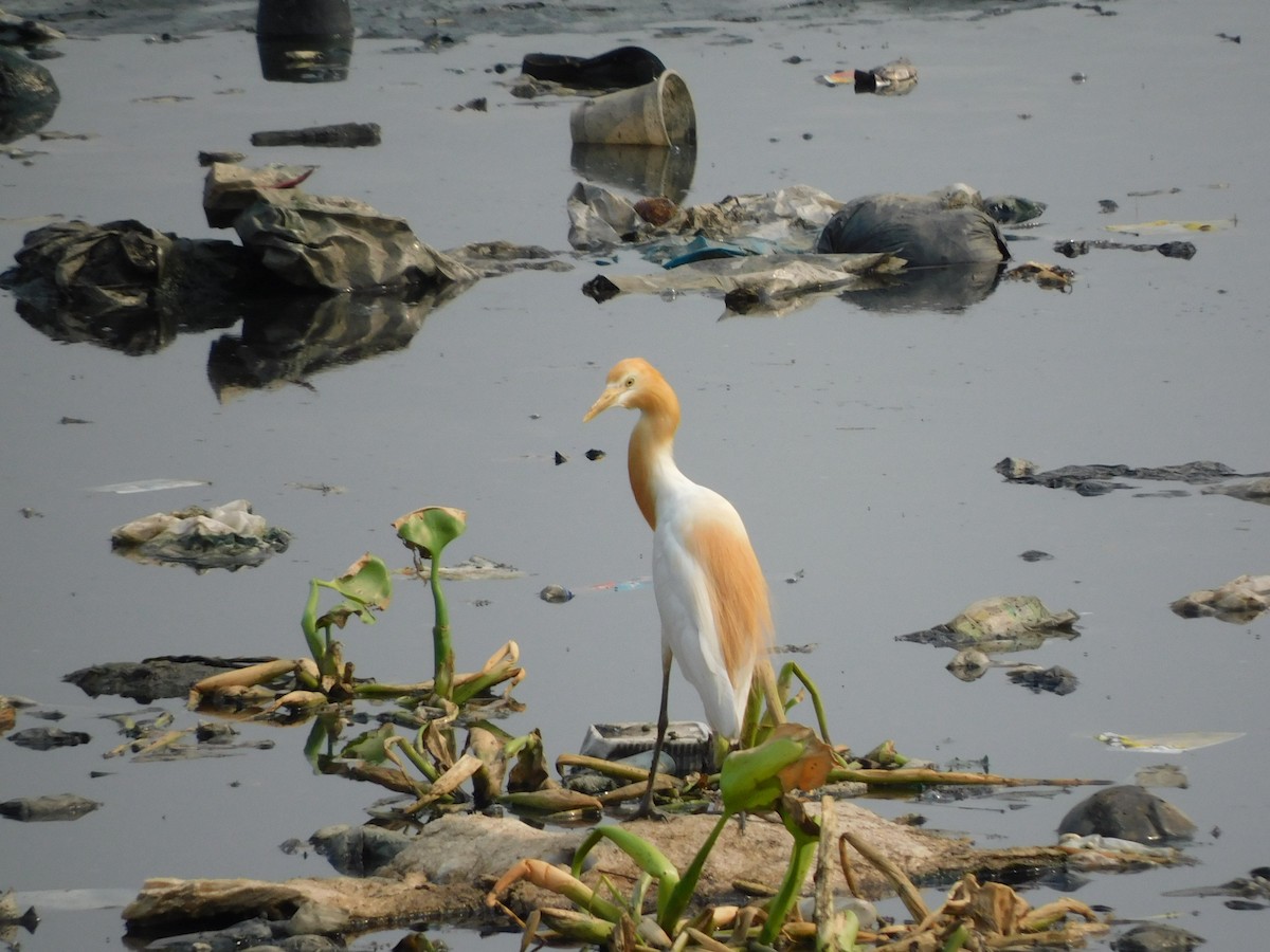 Eastern Cattle Egret - Sushant Pawar