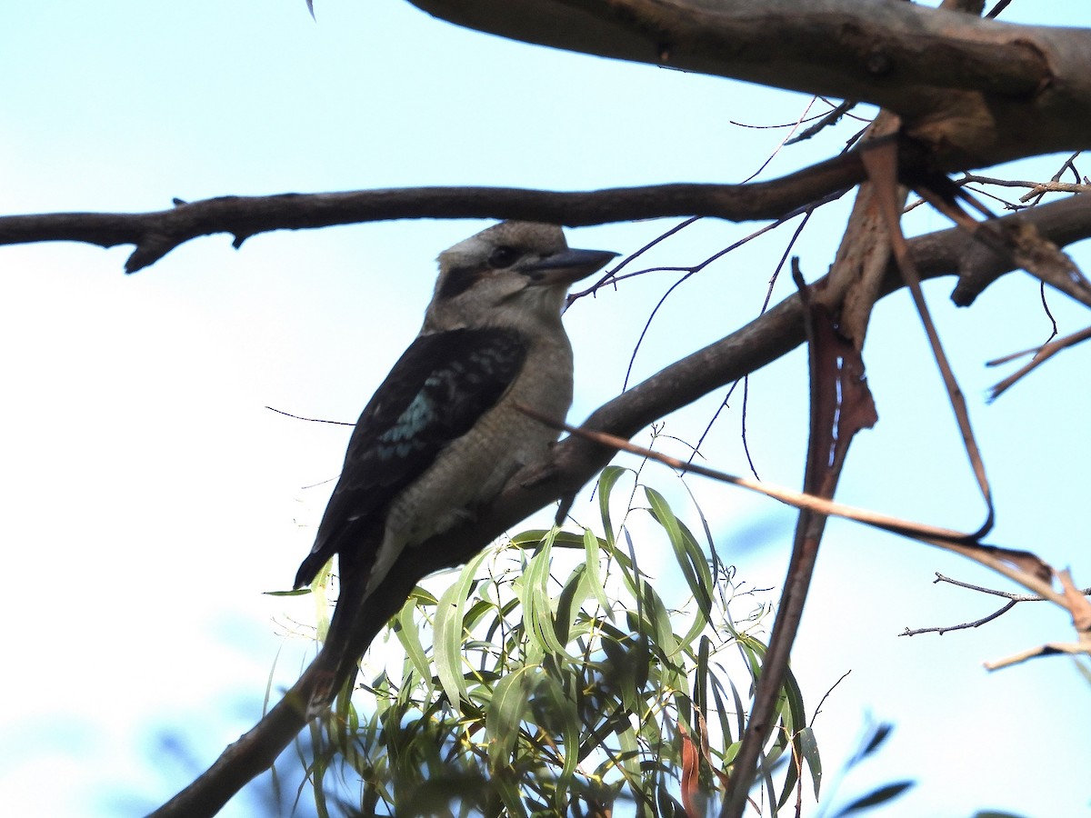 Laughing Kookaburra - Joanne Thompson