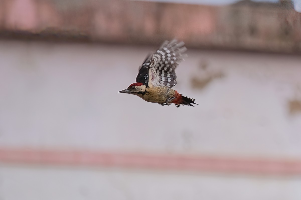 Fulvous-breasted Woodpecker - Kunal Chakravertti