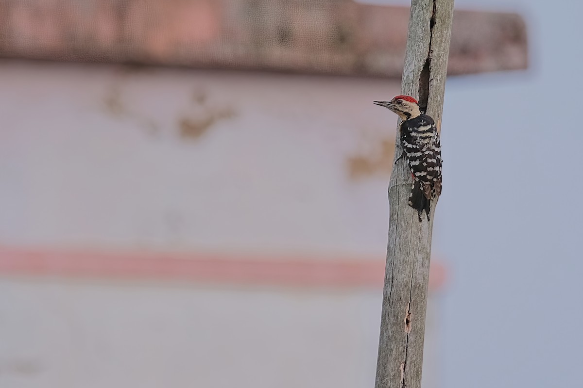 Fulvous-breasted Woodpecker - Kunal Chakravertti
