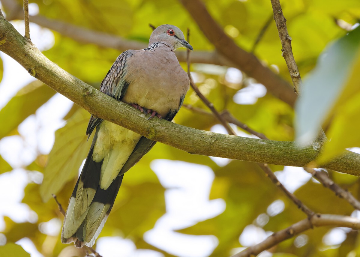 Spotted Dove - ML619215327