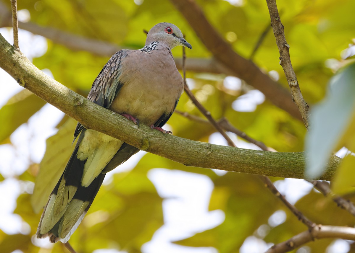 Spotted Dove - ML619215328