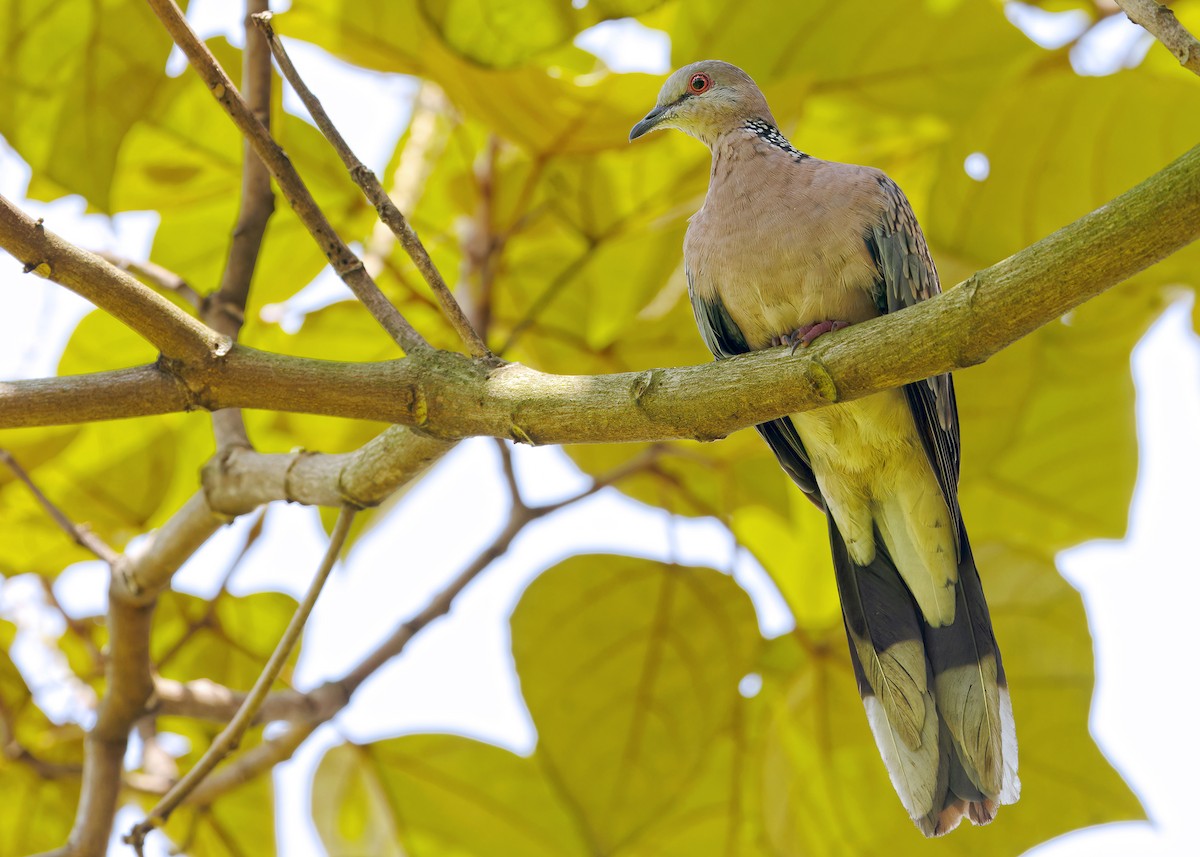 Spotted Dove - Ayuwat Jearwattanakanok