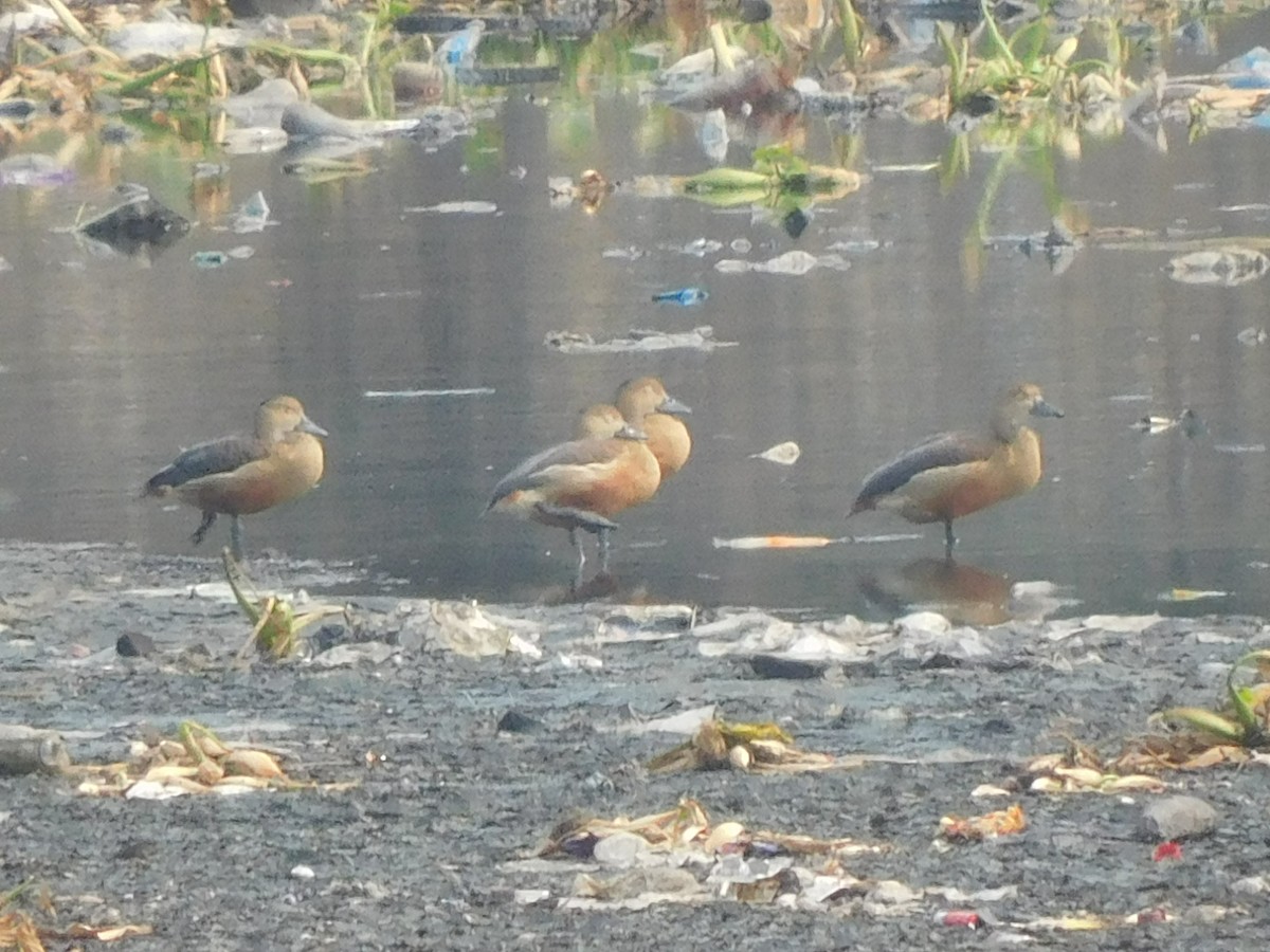 Lesser Whistling-Duck - Sushant Pawar
