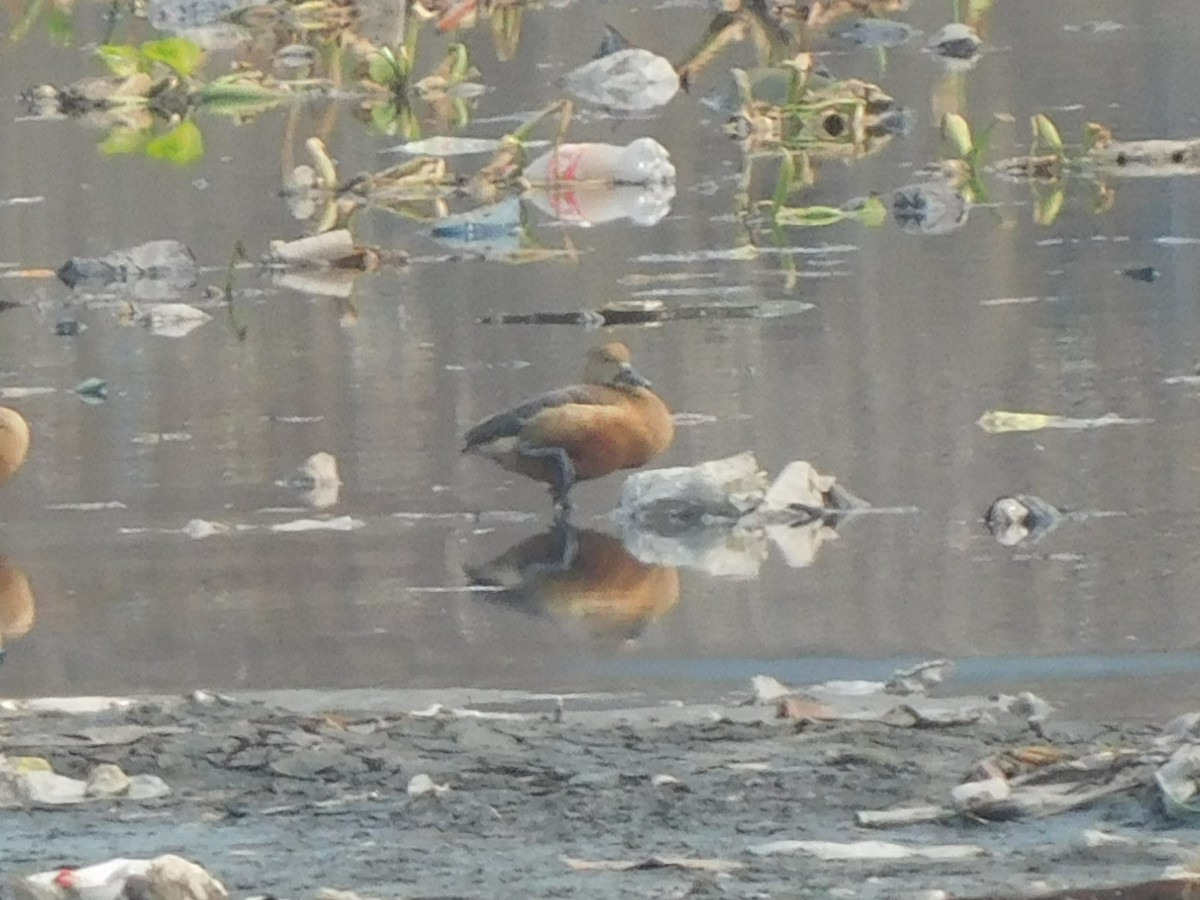 Lesser Whistling-Duck - Sushant Pawar