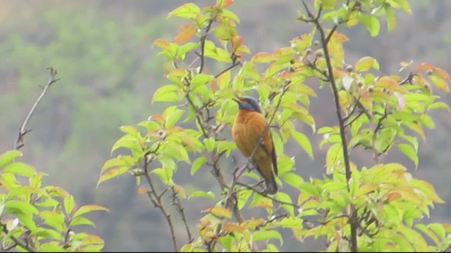 Blue-capped Rock-Thrush - ML619215346