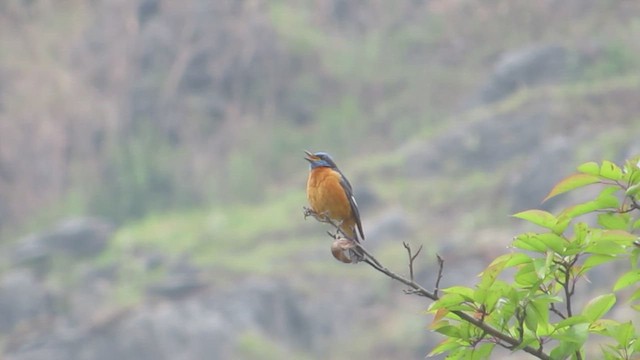 Blue-capped Rock-Thrush - ML619215350