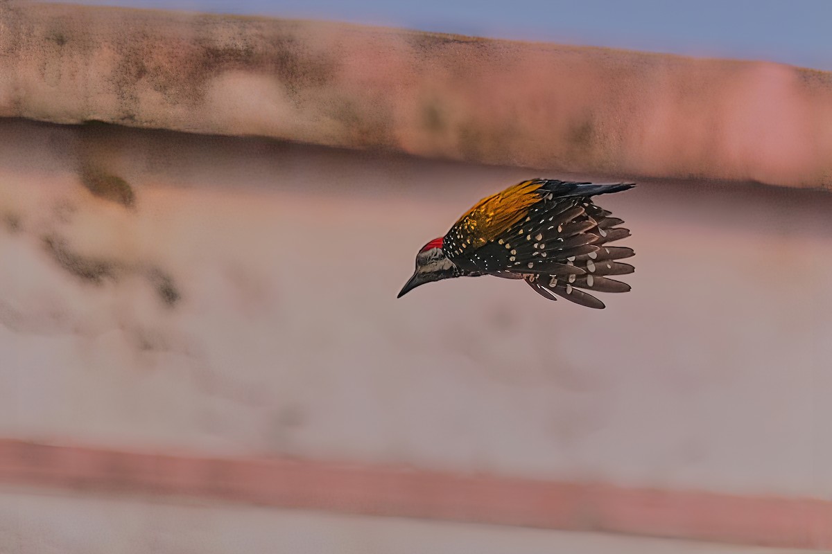 Black-rumped Flameback - Kunal Chakravertti