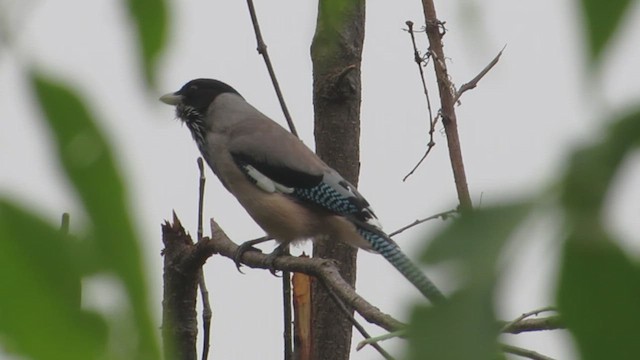 Black-headed Jay - ML619215359