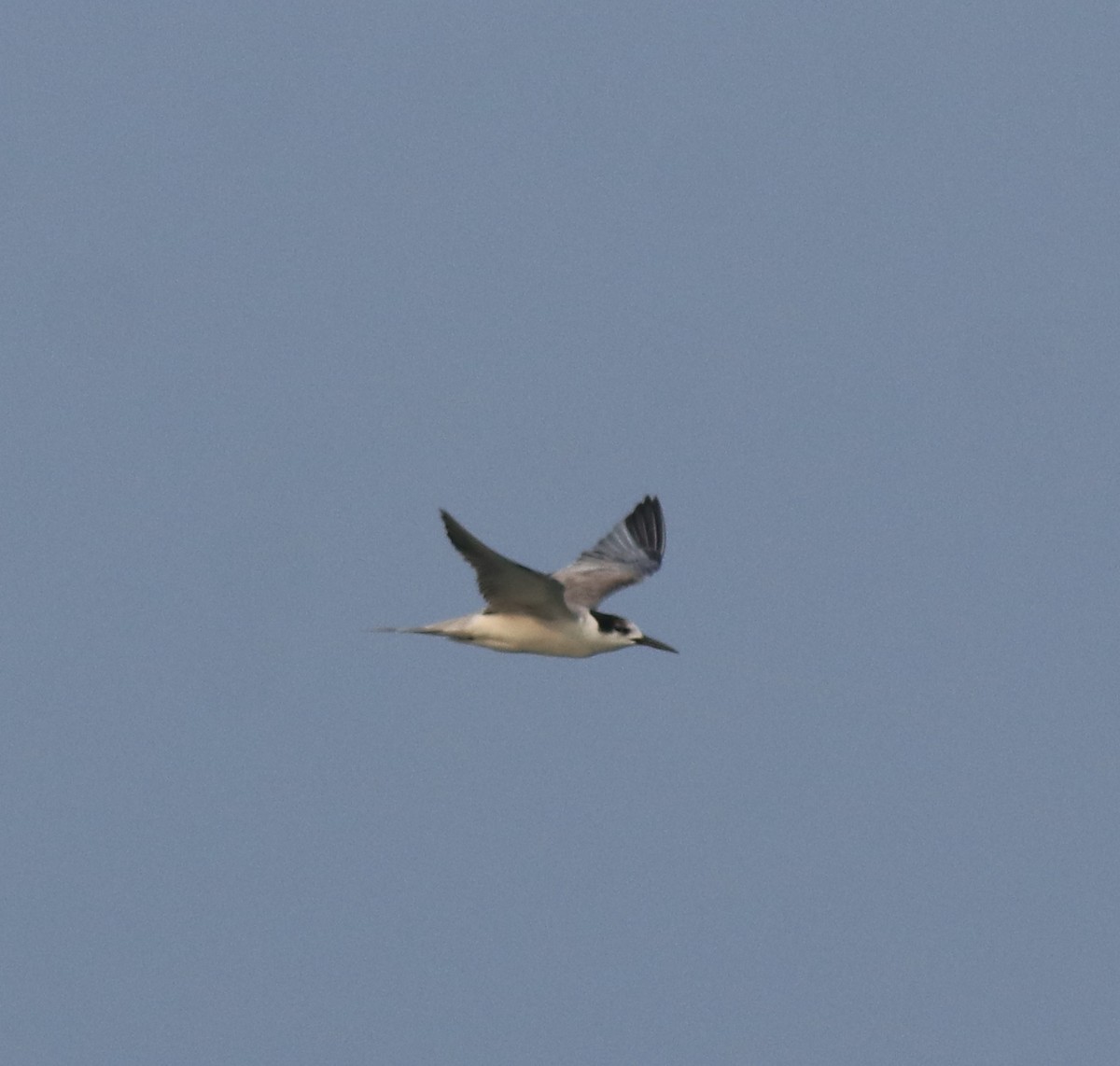 Common Tern - Afsar Nayakkan