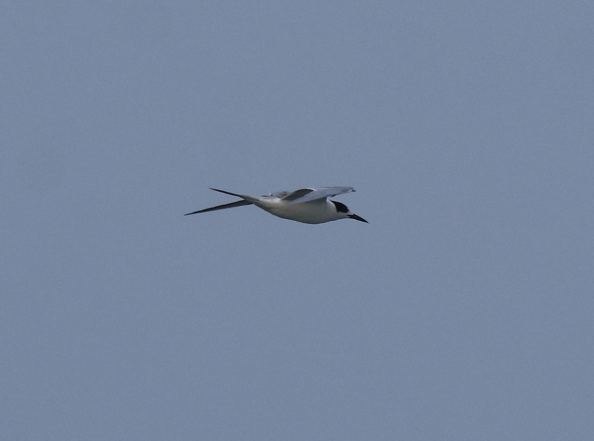 Common Tern - Afsar Nayakkan