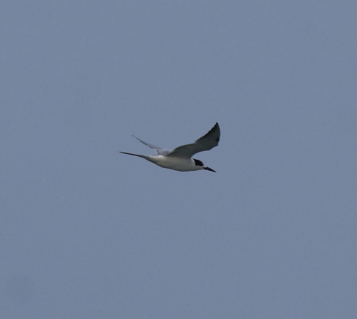 Common Tern - Afsar Nayakkan