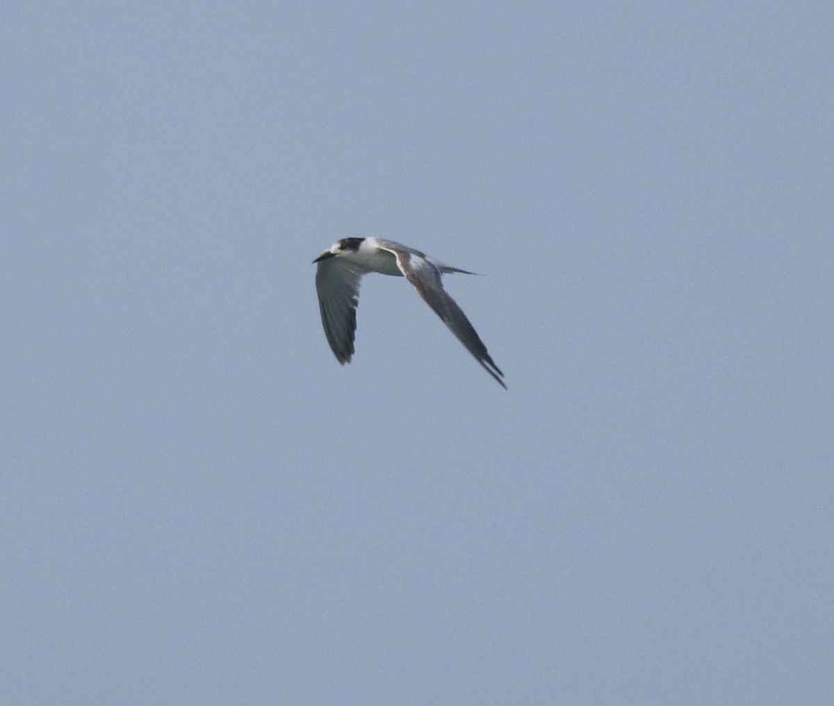 Common Tern - Afsar Nayakkan