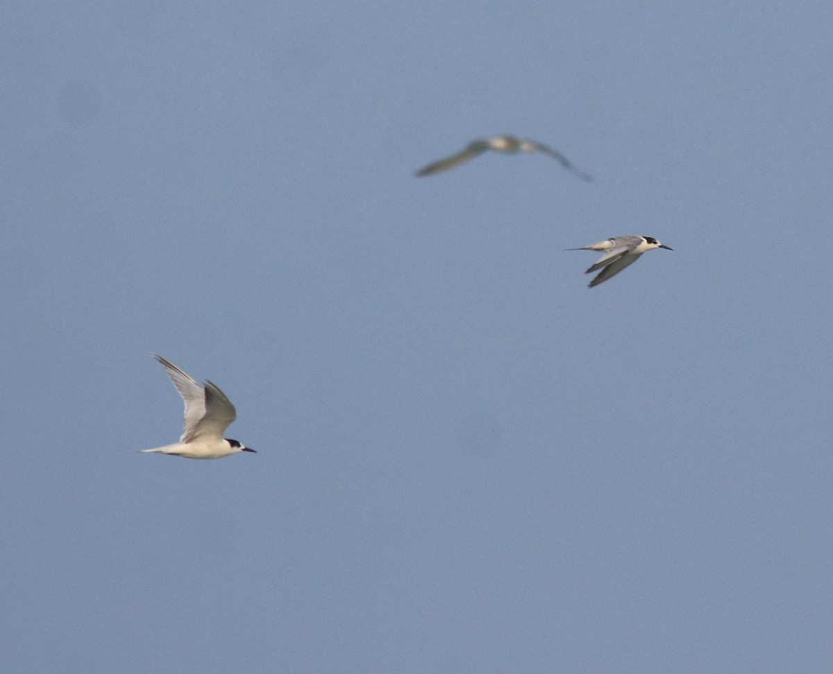 Common Tern - Afsar Nayakkan