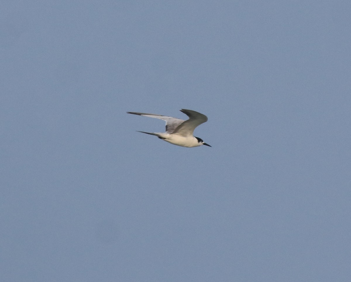 Common Tern - Afsar Nayakkan