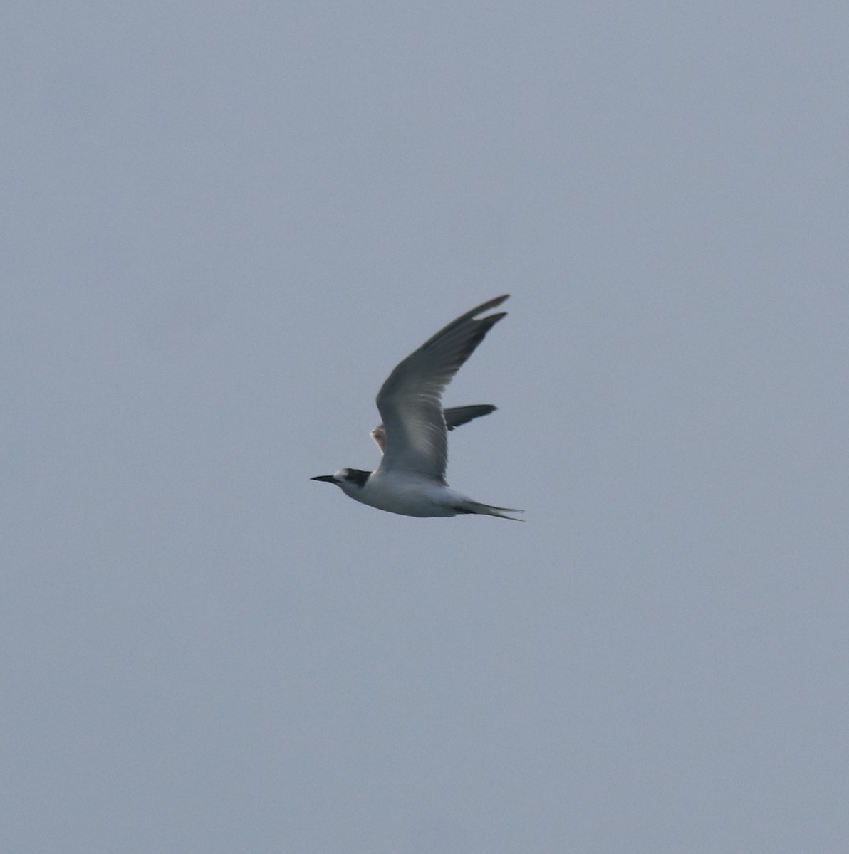 Common Tern - Afsar Nayakkan