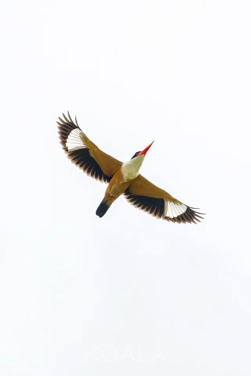 Black-capped Kingfisher - 浙江 重要鸟讯汇整