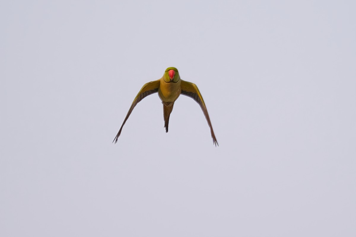 Rose-ringed Parakeet - Kunal Chakravertti