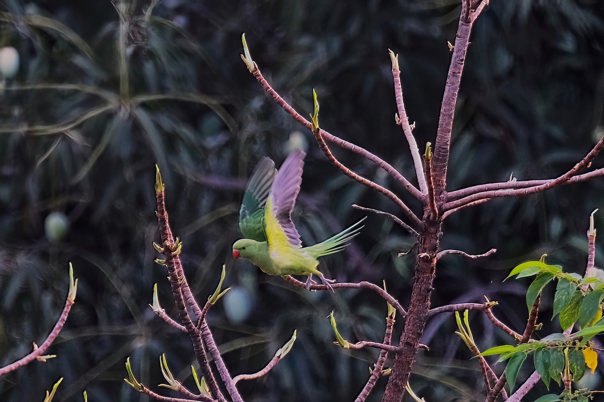 Rose-ringed Parakeet - Kunal Chakravertti