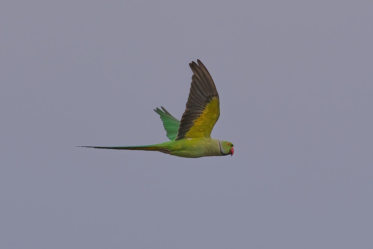 Rose-ringed Parakeet - Kunal Chakravertti