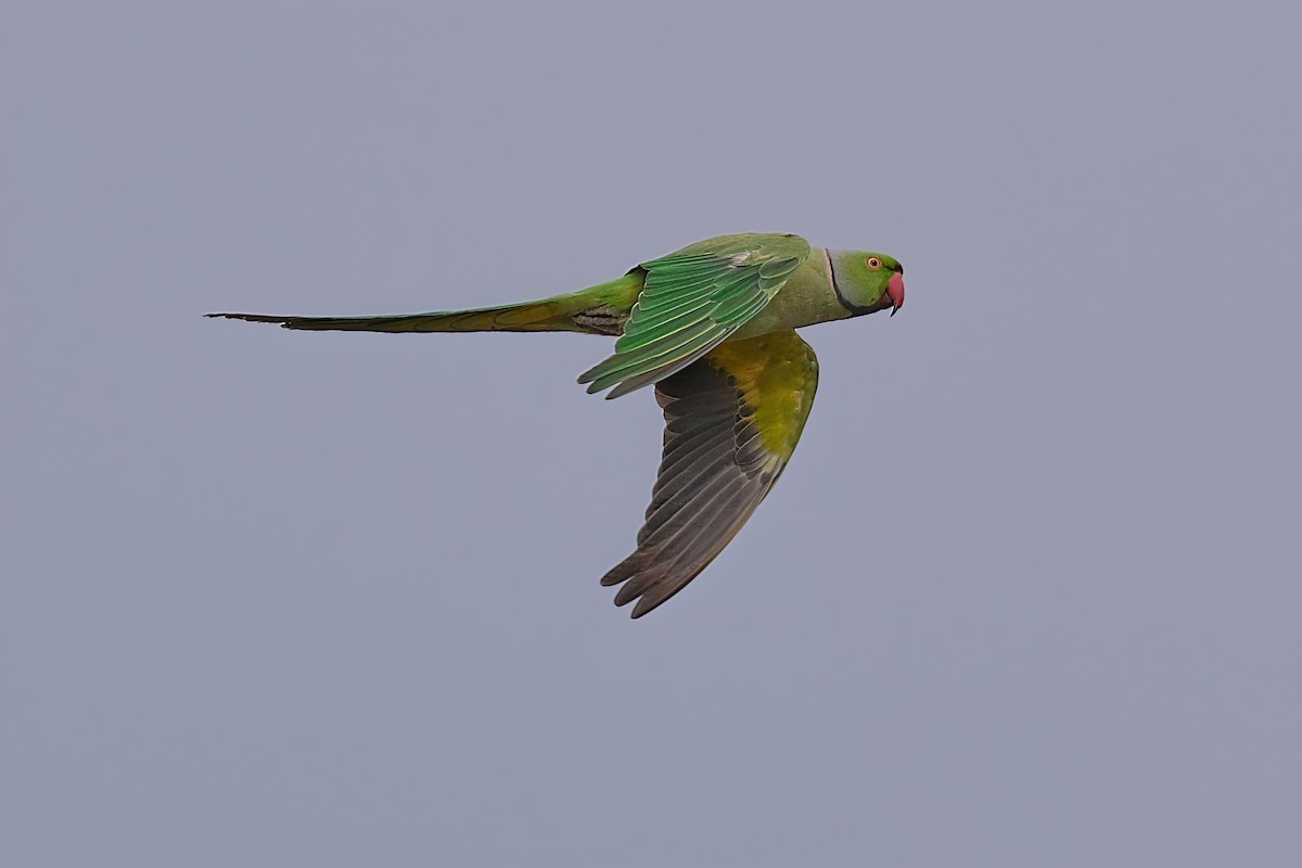 Rose-ringed Parakeet - Kunal Chakravertti